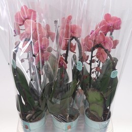 Поток Фаленопсиса Смешанный 1 голос ( Phalaenopsis Flow Mixed 1 stem ) W 12 см H 45 см