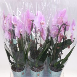 Фаленопсис Розовый Наоми 1 голос ( Phalaenopsis Flow Pink Naomi 1 stem ) W 12 см H 45 см