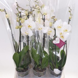 Фаленопсис кембриджский 2 стебля ( Phalaenopsis An Cambridge 2 stem ) W 12 см H 55 см