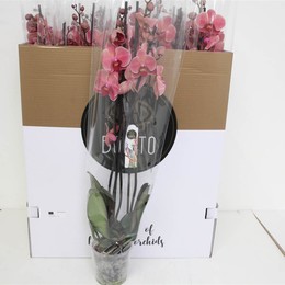 Фаленопсис Нарбоннский 3 голоса ( Phalaenopsis An Narbonne 3 stem ) W 12 см H 65 см