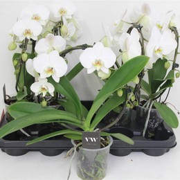 Фаленопсис муравьиный лук 2 стебля ( Phalaenopsis Ant Leeds Boog 2 stem ) W 12 см H 45 см