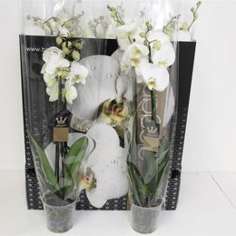 Фаленопсис Водолазный белый 3 стебля ( Phalaenopsis Divers White 3 stem ) W 12 см H 65 см