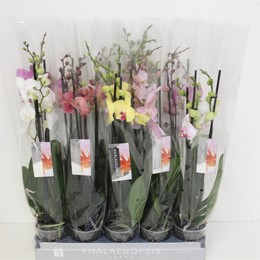 Фаленопсис смешанный 8 Цветов 3 стебля ( Phalaenopsis Mixed 8 Colour 3 stem ) W 12 см H 60 см