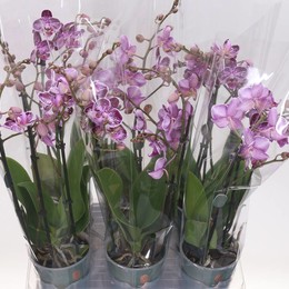 Фаленопсис мультифлора счастливая Божья коровка 3 стебля ( Phalaenopsis Multi-flora Happy Ladybug 3