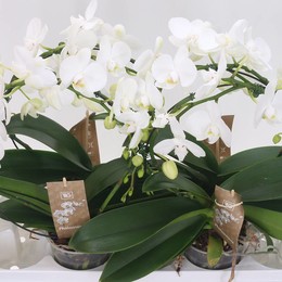 Фаленопсис различная Белая Зеркальная Арка 2 стебля ( Phalaenopsis Divers White Spiegelboog 2 stem )