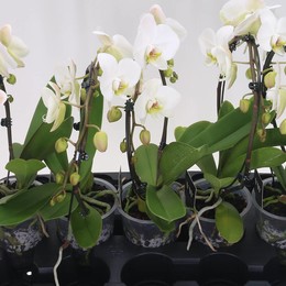 Фаленопсис Муравейник Зеркальная арка ( Phalaenopsis Ant Leeds Spiegelboog ) W 12 см H 50 см