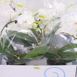 Фаленопсис Балетто Крыло Белое ( Phalaenopsis Baletto Wing White ) W 12 см H 45 см