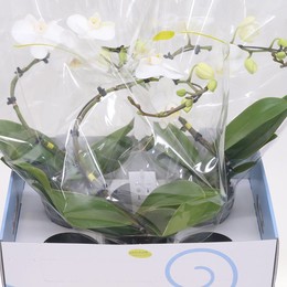 Фаленопсис Баллетто Крыло Белое ( Phalaenopsis Balletto Wing White ) W 12 см H 45 см