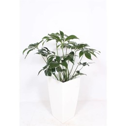 Филодендрон Зеленое Чудо в горшке из Пизы "Белый" ( Philodendron Green Wonder In Piza Pot "wit" ) W