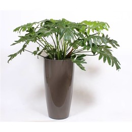 Филодендрон селлум в горшке Санторини "темно-серый" ( Philodendron Selloum In Santorini Pot "taupe"