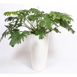 Филодендрон селлум в горшке Санторини "Белый" ( Philodendron Selloum In Santorini Pot "wit" ) W 40 с