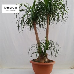 Бокарнеа Разветвлялась Под Номером 04 ( Beaucarnea Branched Op Nummer 04 ) W 55 см H 185 см