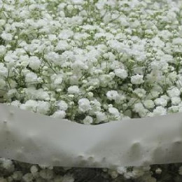 Gypsophila Xlence (Гипсофила Xlence) В60