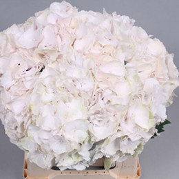 Hydrangea M Sweet Verena (Гортензия Свит Верена) В60