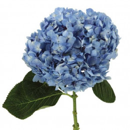 Hydrangea Select blue (Гортензия Селект Блу) В60