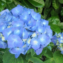 Hydrangea Hydr M Bela Bl (Гортензия Бела Блу) В60