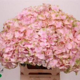 Hydrangea Macr Verena (Гортензия Макр Верена) В60