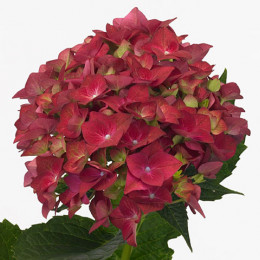Hydrangea green shadow classic(Гортензия грин Шедоу классик) В60