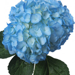 Hydrangea Light Blue (Гортензия Лайт Блу) В60