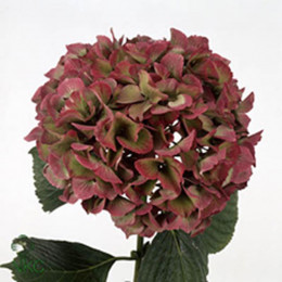 Hydrangea Glowing Alps Classic (Гортензия Гловинг Альпс Классик) В80