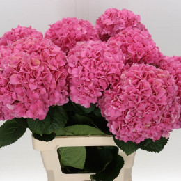 Hydrangea glowing alps(Гортензия гловинг алпс) В40