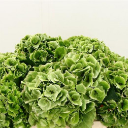 Hydrangea mag emerald classic (Гортензия Маг Эмеральд Классик) В60