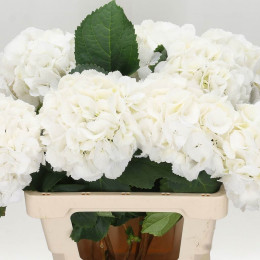 Hydrangea schneeball (Гортензия шнибол)В80