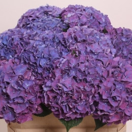Hydrangea Rodeo Paars (Гортензия Родео Паарс)В60