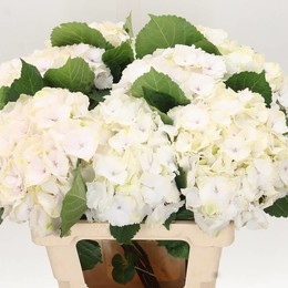 Hydrangea schneeball (Гортензия шнибол)В60