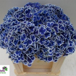 Hydrangea M Beau Dali (Гортензия М Беау Дали) В65