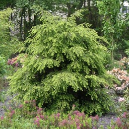 Тсуга канадская Macrophylla (Макрофилла)