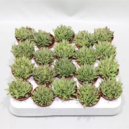 Каланхоэ Дайгремонтиана ( Kalanchoe Daigremontiana ) W 5 см H 10 см