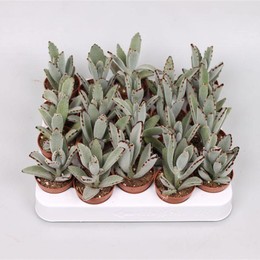 Каланхоэ Томентоза ( Kalanchoe Tomentosa ) W 5 см H 15 см