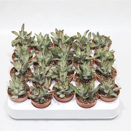 Каланхоэ Томентоза Черная ( Kalanchoe Tomentosa Nigra ) W 5 см H 12 см