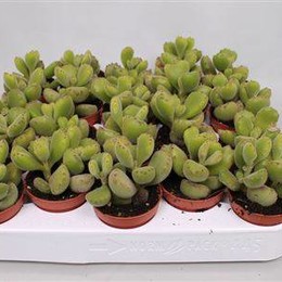 Семядоль Ladysmithiensis ( Cotyledon Ladysmithiensis ) W 5 см H 15 см