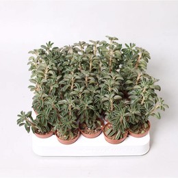 Пеперомия Асперула ( Peperomia Asperula ) W 5 см H 15 см