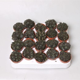 Sinocrassula Yunaensis ( Sinocrassula Yunaensis ) W 5 см H 12 см