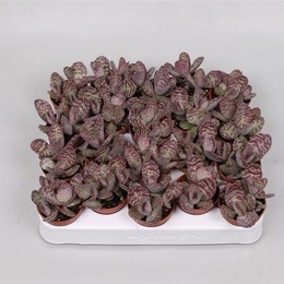 Каланхоэ мраморное (леопардовое) ( Kalanchoe Marmorata (leopard) ) W 5 см H 12 см