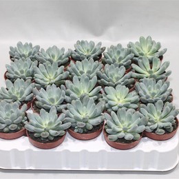 Пахифитум Пахифиллум ( Pachyphytum Pachyphyllum ) W 5 см H 8 см