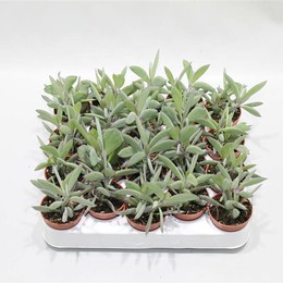Сенецио Крассисимус ( Senecio Crassisimus ) W 5 см H 12 см