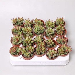 Адромишус Чойланди ( Adromischus Choilandi ) W 5 см H 12 см