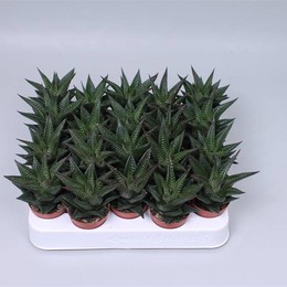 Хавортия Лимифолия ( Haworthia Limifolia ) W 5 см H 10 см