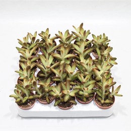 Каланхоэ Шоколадный солдат ( Kalanchoe Chocolate Soldier ) W 5 см H 15 см