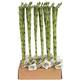 Счастливый бамбуковый стебель Прямой 60 см в трубке и картонной Т ( Lucky Bamboo Stem Straight 60cm