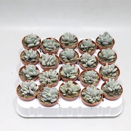 Adromischus Alstonii Ssp ( Adromischus Alstonii Ssp ) W 5 см H 10 см