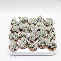 Adromischus Усеченный ( Adromischus Truncatus ) W 5 см H 12 см