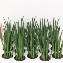 Сансевиерия Бакулярис ( Sansevieria Bacularis ) W 4 см H 15 см