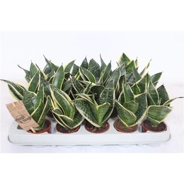 Сансевиерия Золотой Край Хани ( Sansevieria Golden Edge Hahni ) W 6 см H 15 см