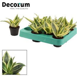 Сансевиерия Ханьи 6 См Золотистые Ханьи (декорум) ( Sansevieria Hahnii 6 Cm Golden Hahnii (decorum)