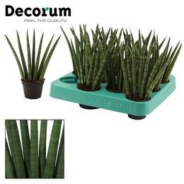 Веер Sansevieria Cylindrica 6 См ( Sansevieria Cylindrica 6 Cm Fan (decorum) ) W 6 см H 16 см